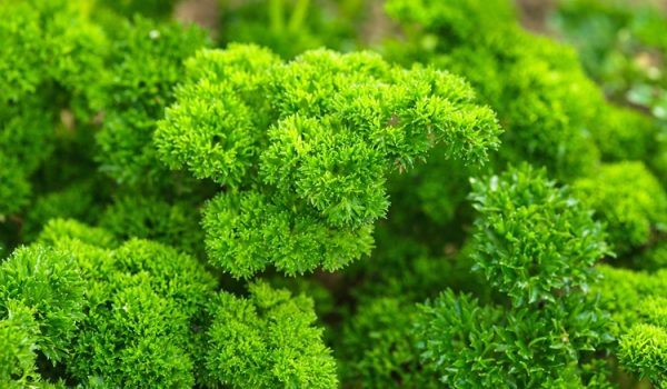 Curly (Moss) Parsley