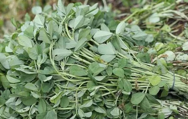 Fenugreek / Meethi